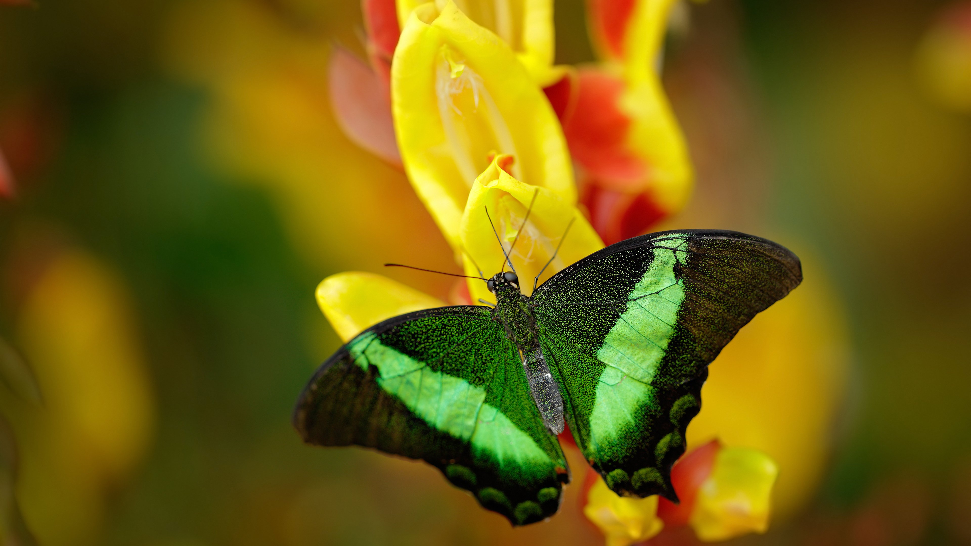 开云体育平台APP-硬仗之王的加冕礼，巴尔韦德领衔新西兰，如何撼动荷兰郁金香？