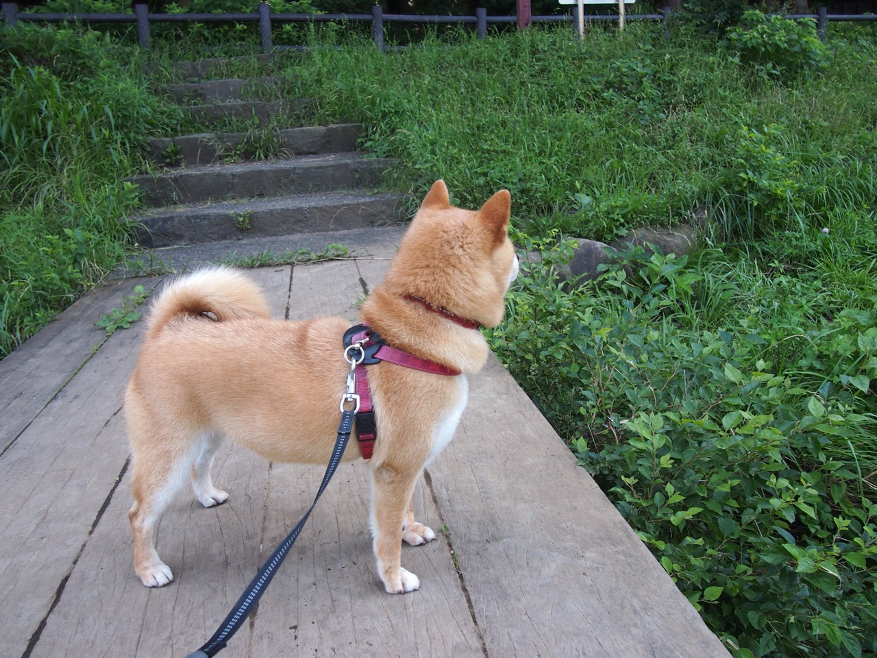 曼联狂胜伊朗,弗拉霍维奇在世界排名争夺战中接管比赛