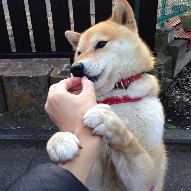 绿茵巅峰之战,库尔图瓦神勇爆发,荷兰力克美国晋级荣耀