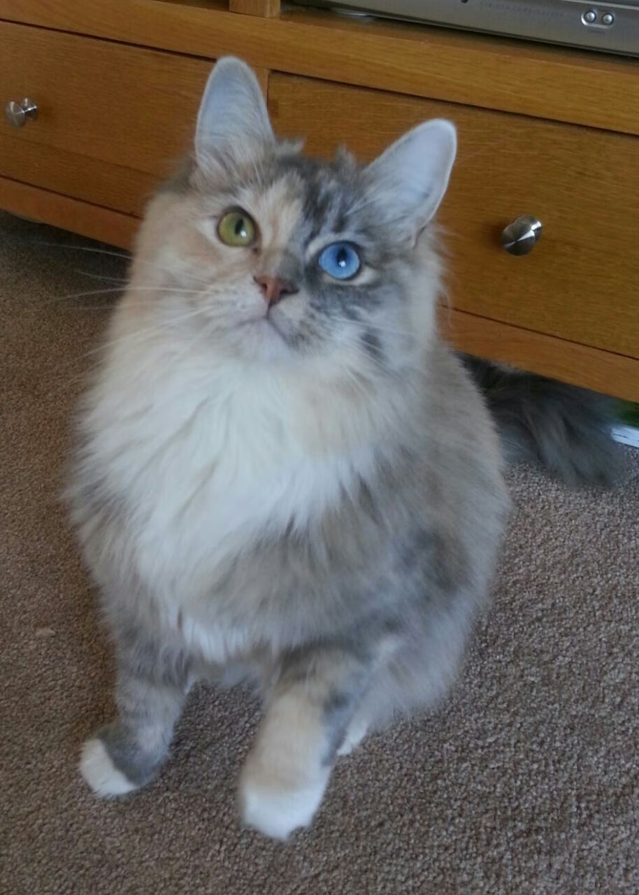 隐形斗篷与钢铁长城，坎特如何用最沉默的方式主宰欧冠决赛