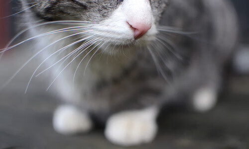 沉默中爆发的利刃，特奥以一己之力改写西决命运