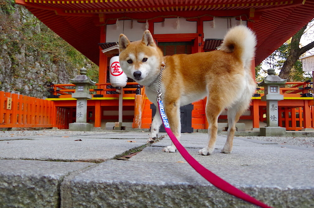 双线辉煌，广东队踏平深圳队展团队威力，米切尔欧冠淘汰赛接管比赛显领袖本色
