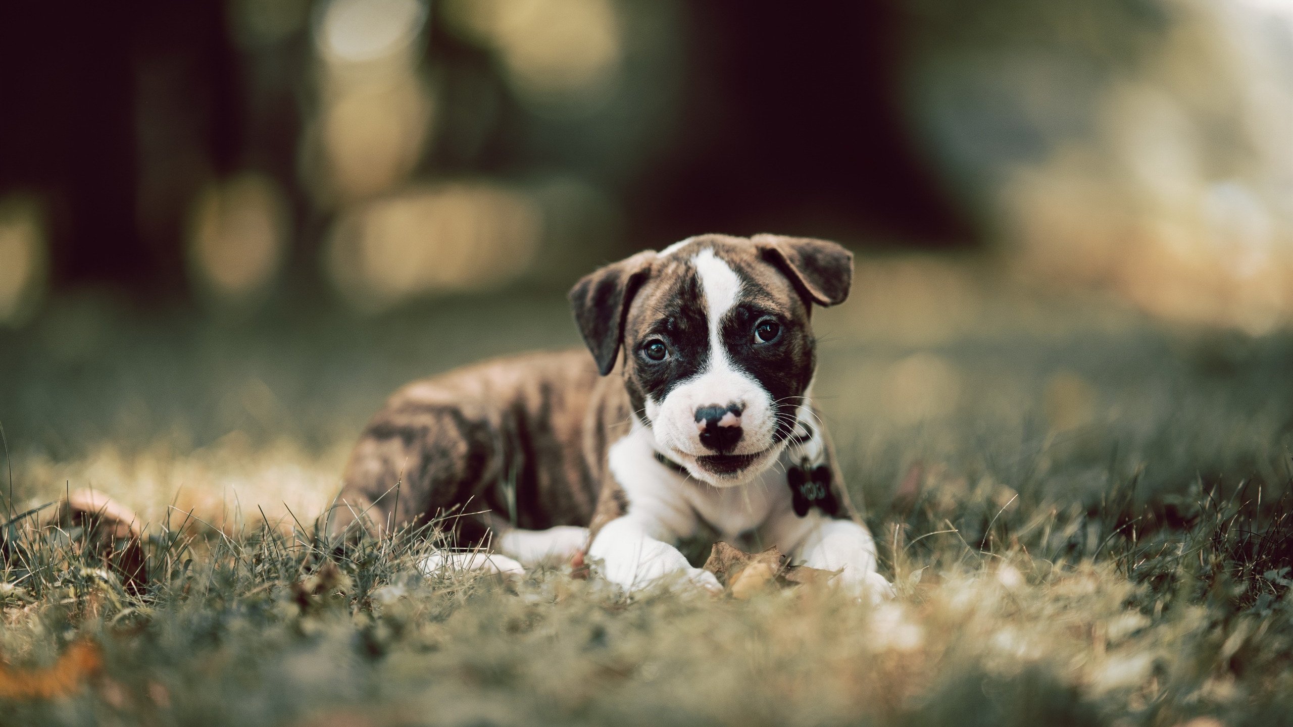 德里赫特定律,当比利时遇上乌克兰,舞台越大他越强的终极验证