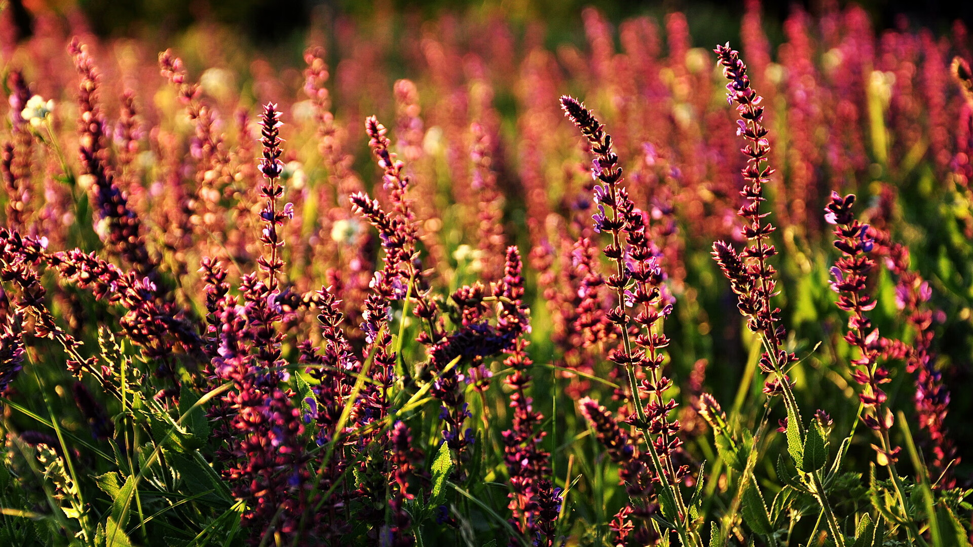 跨洋焦点战，鹈鹕对决广东，塔图姆逆境证身价