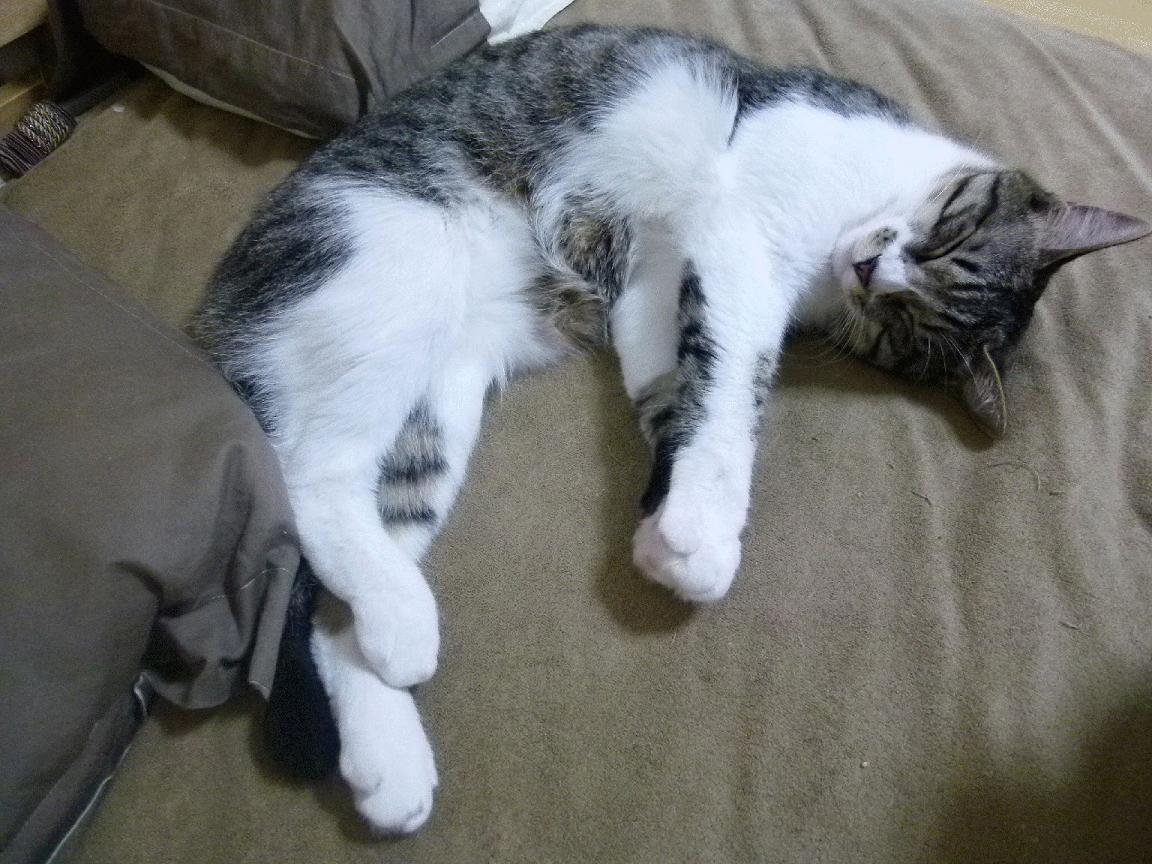 开云平台-锡安之战，奥运周期关键之夜的无解对决