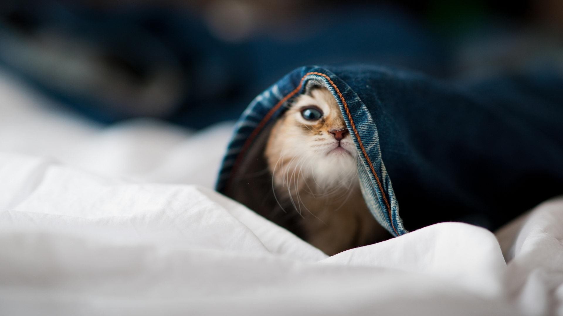 开云下载-破壁之战，当浙江稠州银行队意外击沉洛杉矶快船，约基奇如何化身东方联赛关键先生？