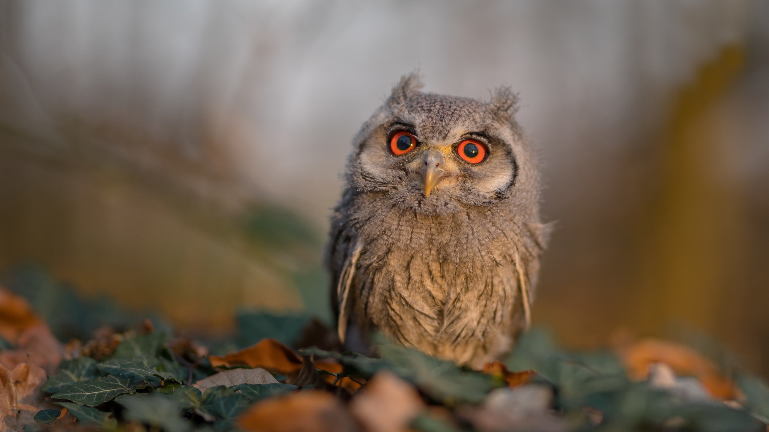 胜利的烙印,当劳塔罗的寂静与毕尔巴鄂的呐喊交织成章