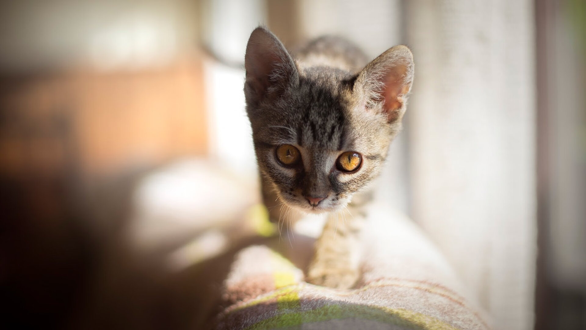 王座下的逆袭，当米切尔戴上关键先生的冠冕