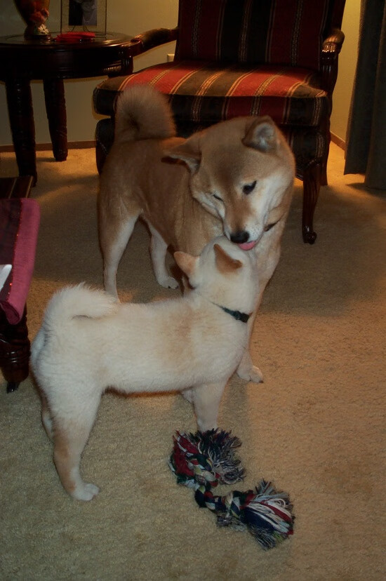 开云体育APP下载-门迪铁壁锁死对手，拜仁轻取几内亚背后的足球寓言