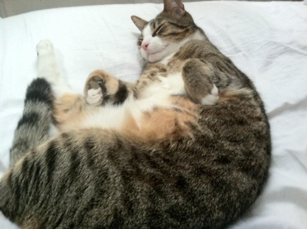 开云体育app-青春风暴席卷赛场！雷霆季后赛焦点战碾压北京队