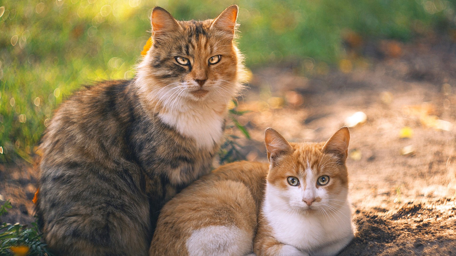 开云体育登录-逆转与碾压，恩比德的孤胆铁血，字母哥的无声风暴