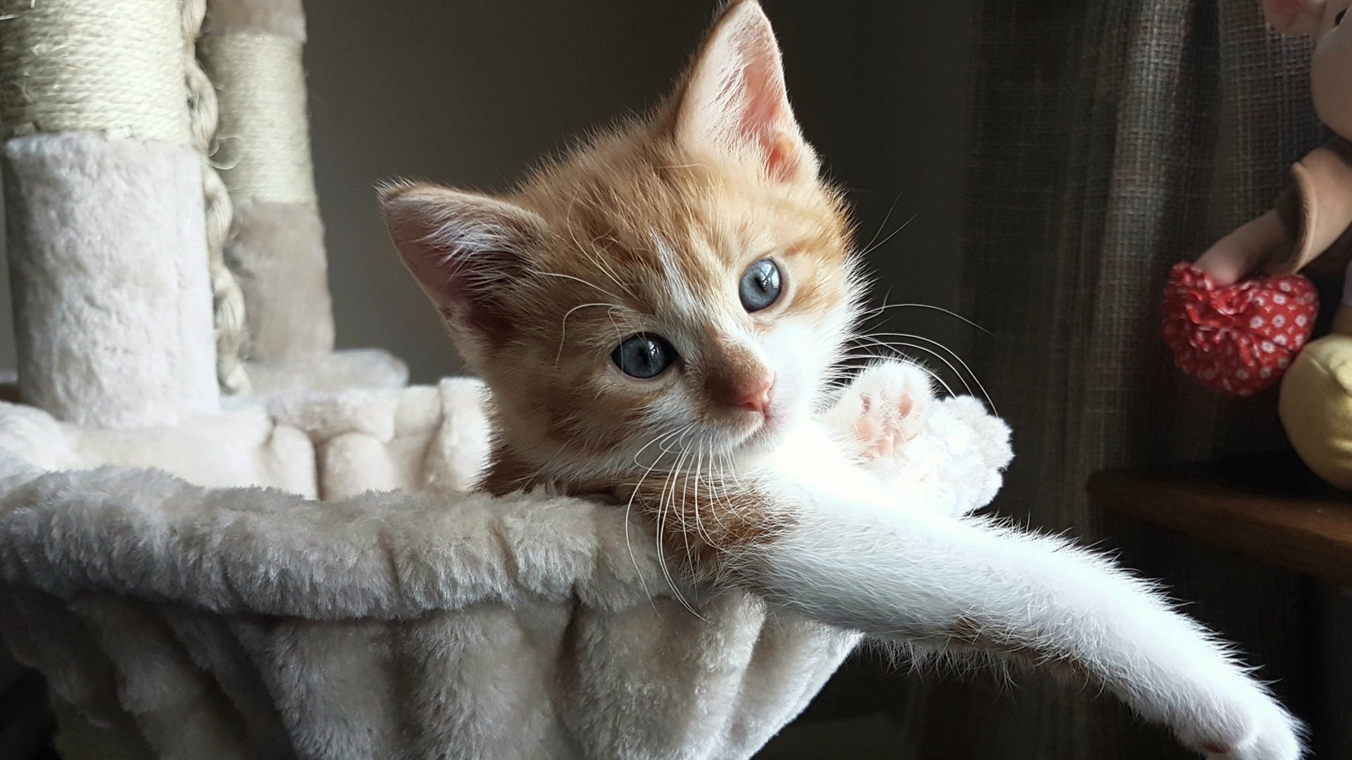 克瓦拉茨赫利亚,欧冠之夜,一道撕裂星空的格鲁吉亚闪电