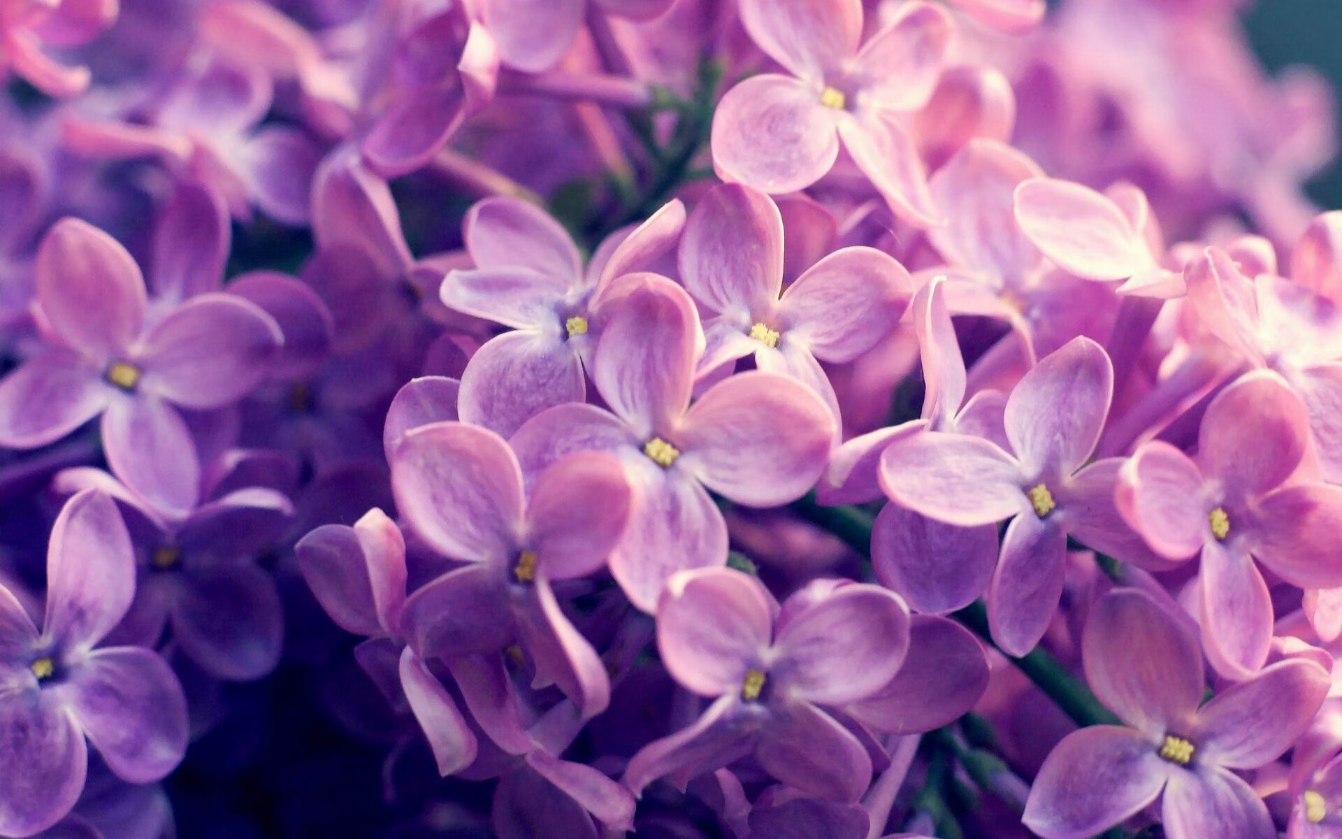 东西方篮球的碰撞，戈贝尔用实力捍卫传统中锋的尊严