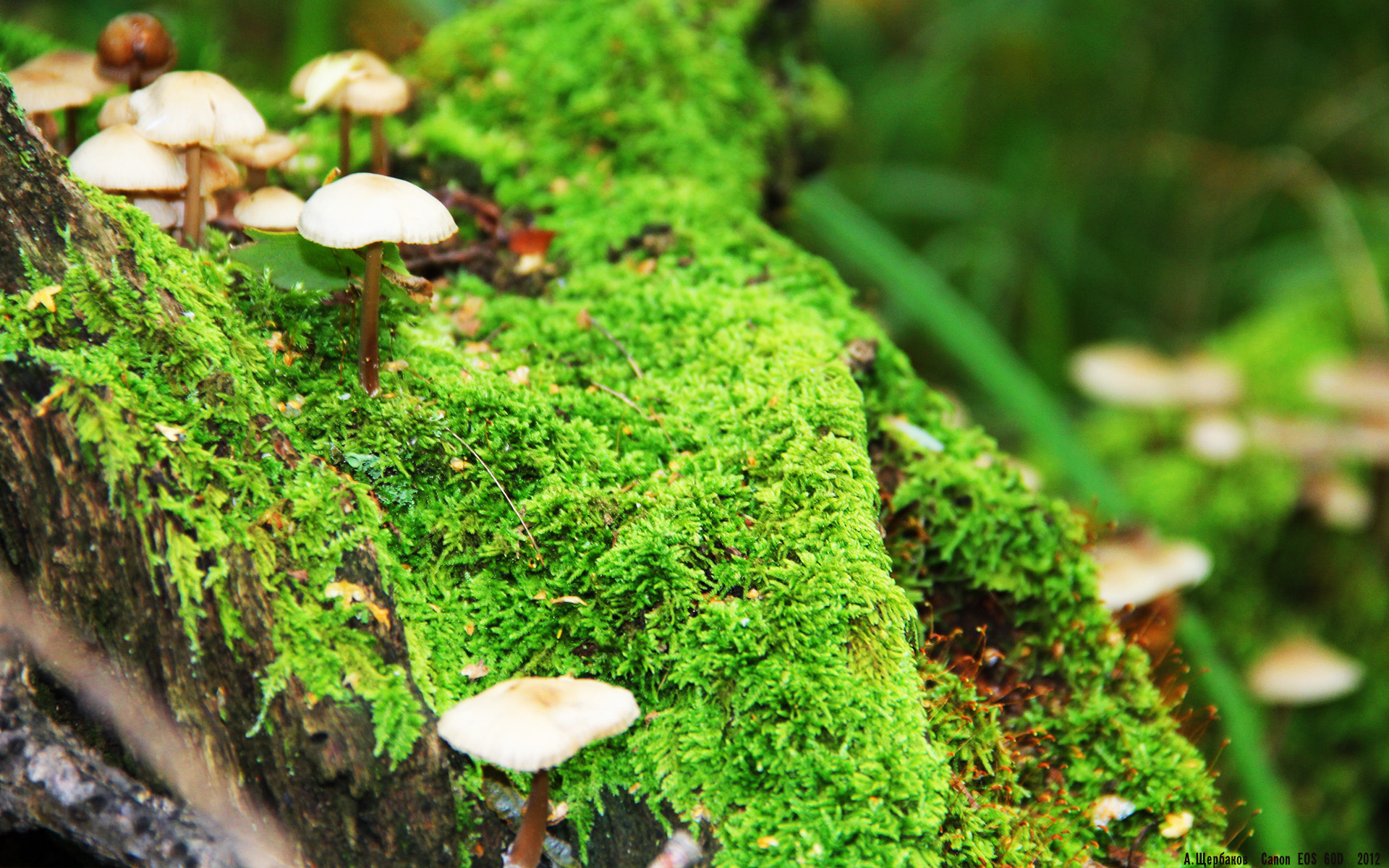 莫兰特风暴席卷凤凰城，当未来超巨撕碎季后赛格局