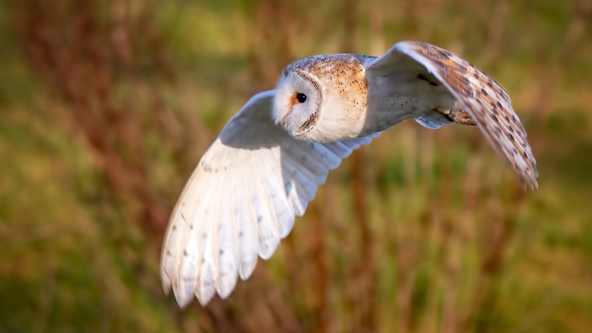 开云体育-F1夜战之心，凯塞多如何在街道迷宫完成致命攻防