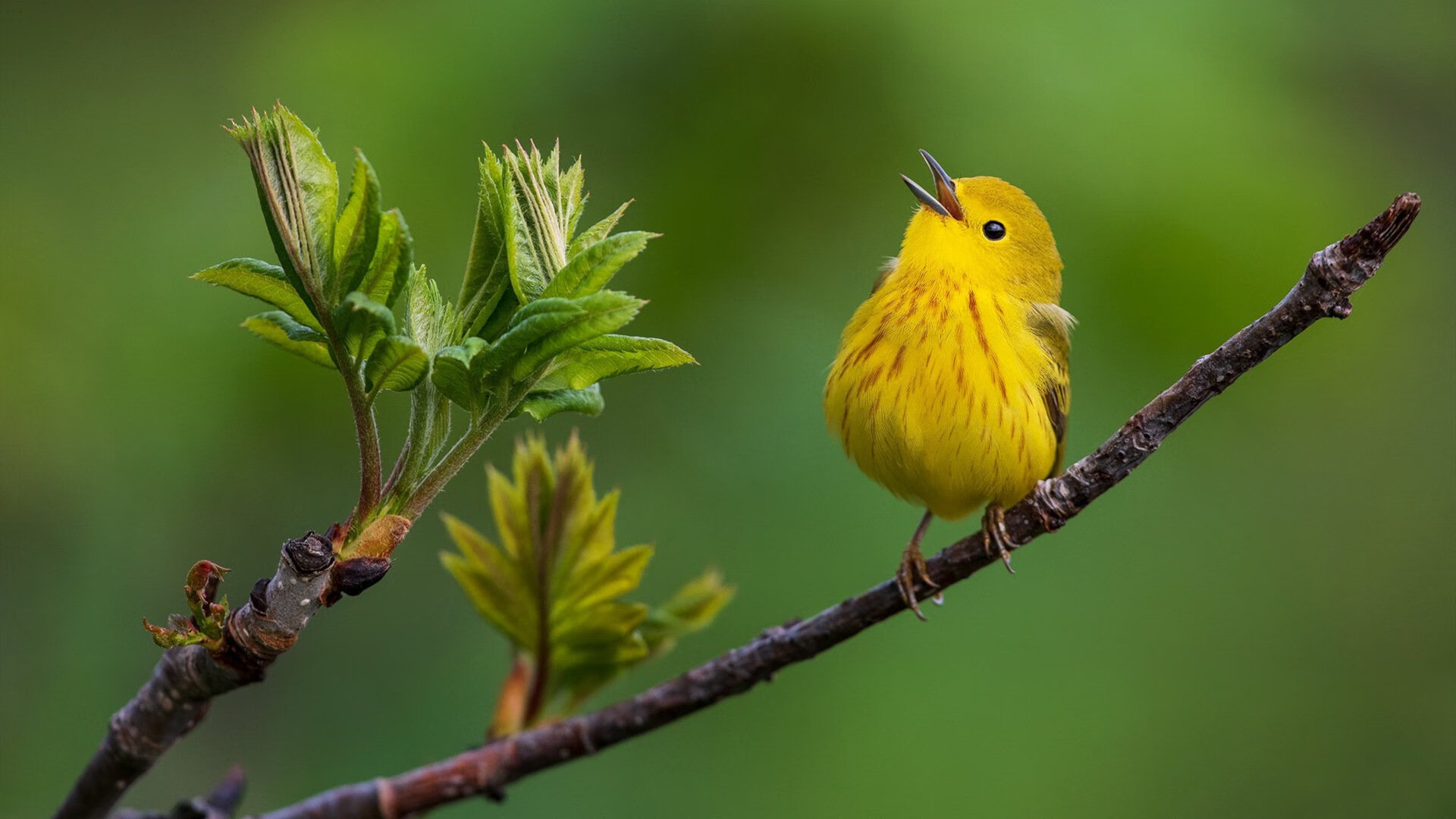 基米希的黄昏破晓,从哥伦比亚的绝杀回响,到2026的领袖加冕