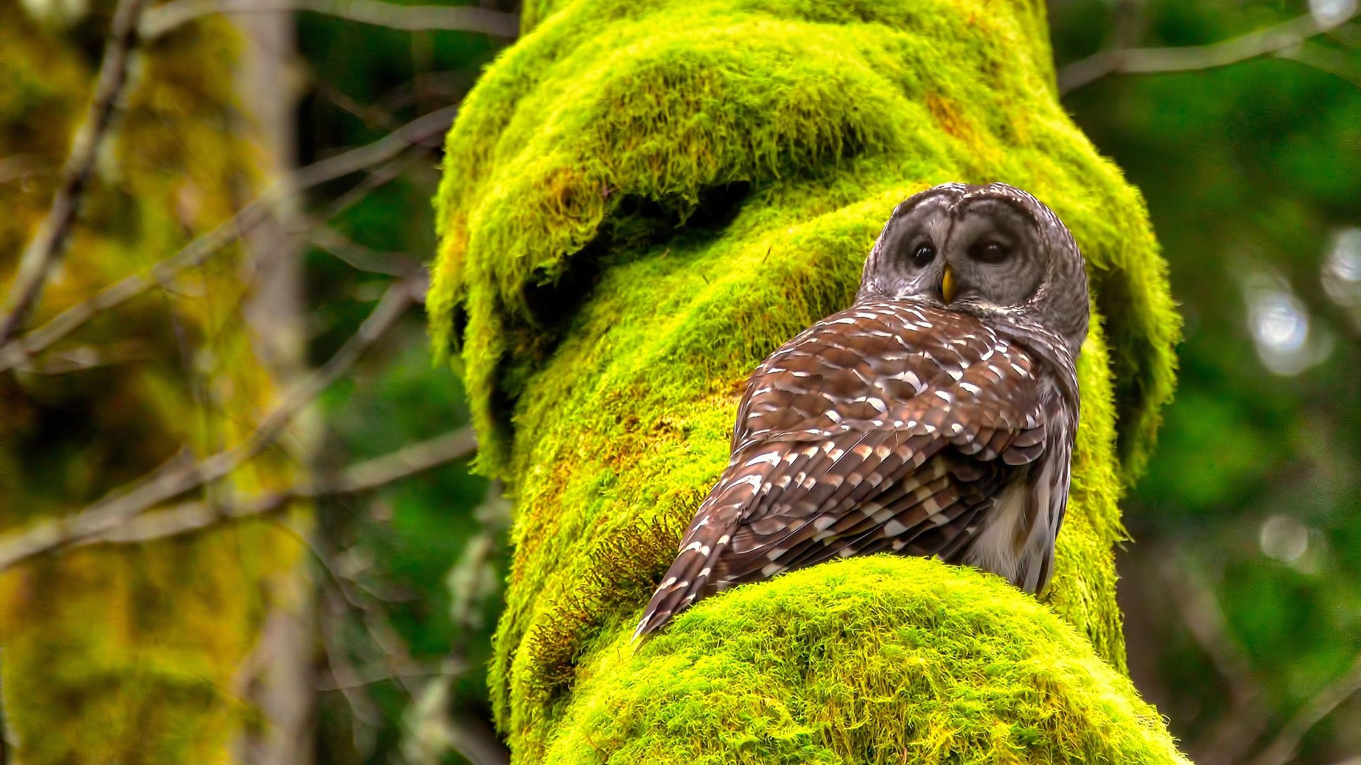 中国皇马突围战,当纪录被重新定义