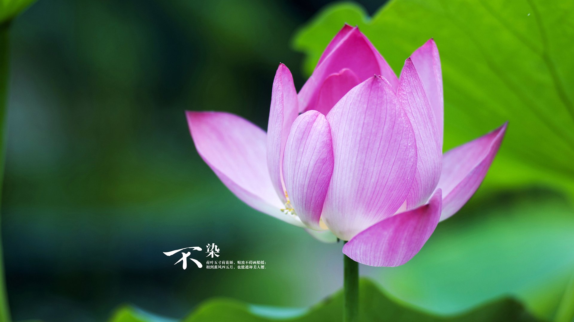 塔图姆主宰战场！季后赛之夜打出统治级数据，绿军剑指总冠军