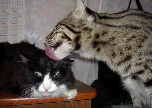 卡瓦哈尔压制级发挥！伊拉克尖刀徒劳，皇马全面压制击溃摩纳哥