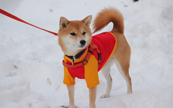 猛兽觉醒！锡安打爆骑士内线率猛龙取胜