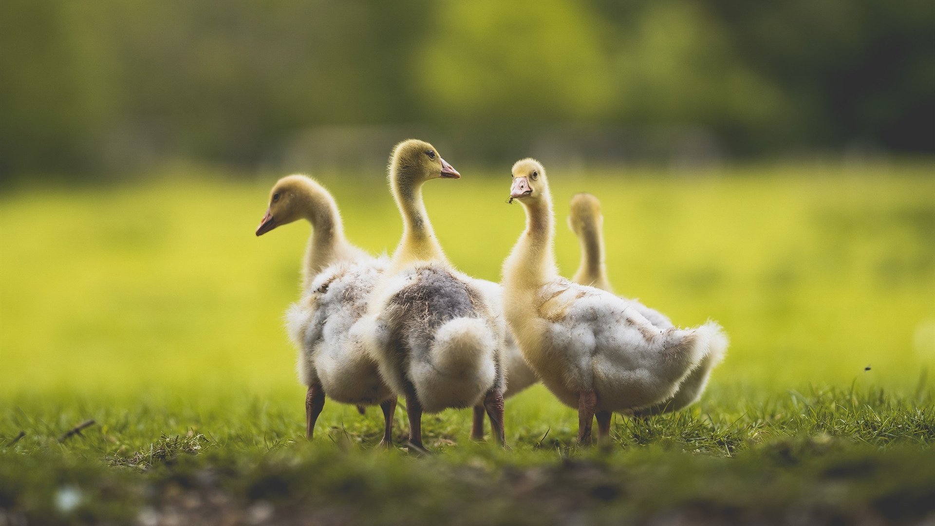 开云体育APP下载-加克波独造三球闪耀友谊赛，威尔士爆冷击败皇马引轰动