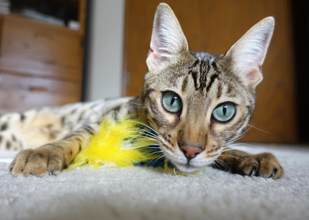 开云体育中国-决胜局之王！广东队带走胜利，詹姆斯关键先生定乾坤